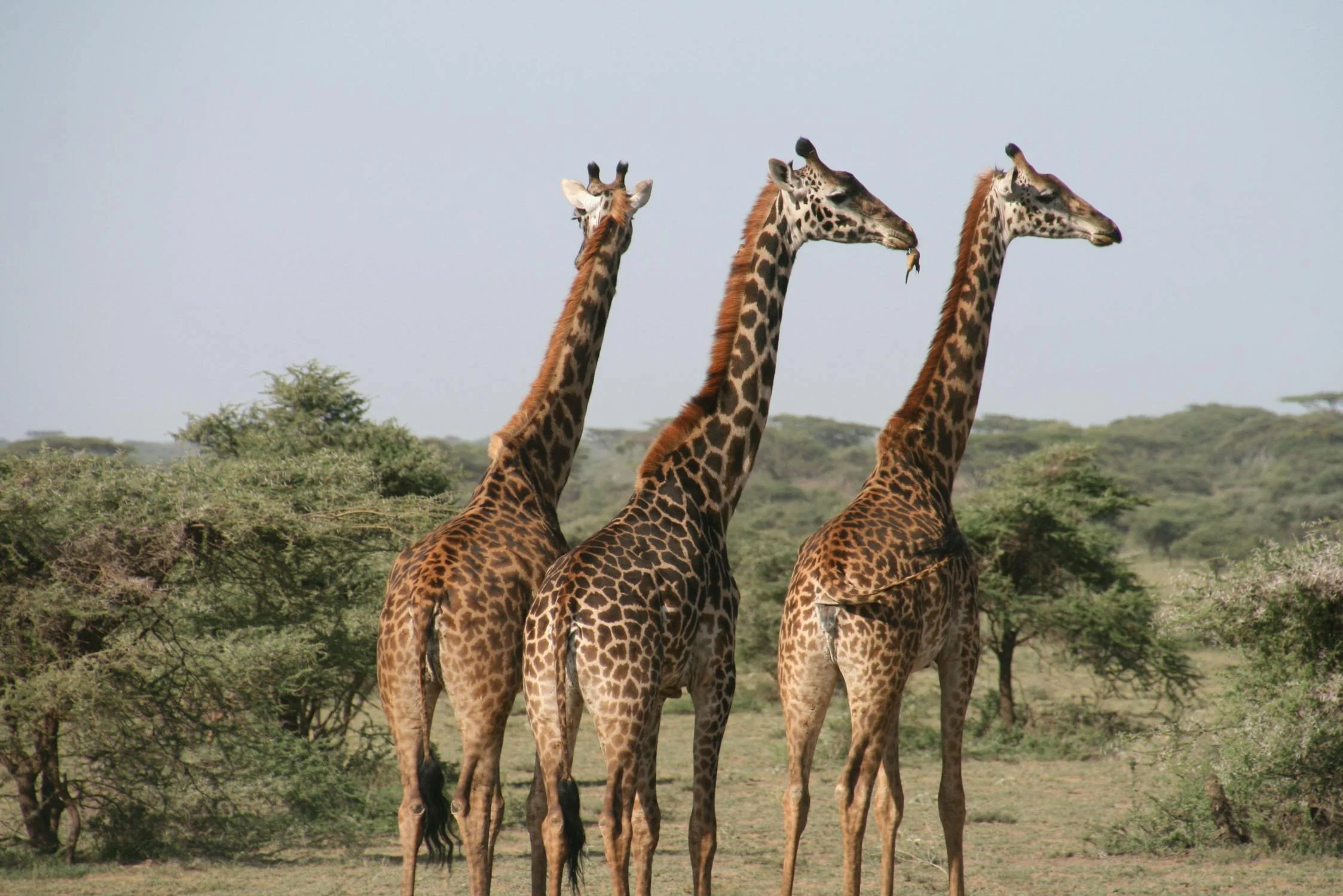 Tanzania y Kenia Esencial